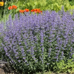 5 Vivaces pour massif ensoleillé - Un massif fleuri sans effort