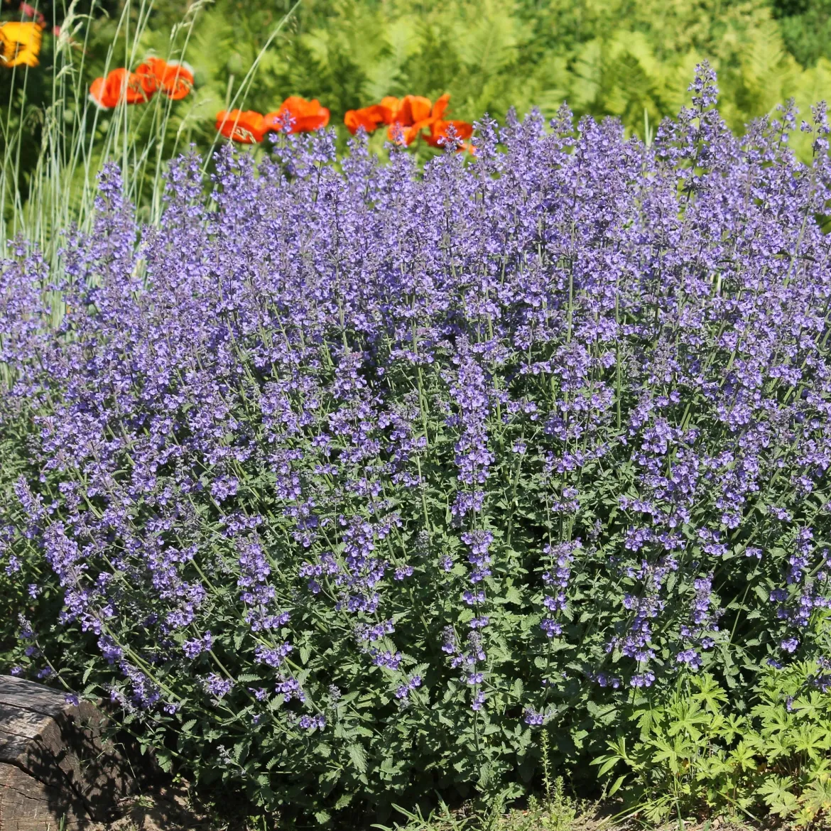 5 Vivaces pour massif ensoleillé - Un massif fleuri sans effort