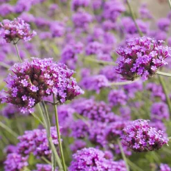 5 Vivaces pour massif fleuri - Un massif fleuri clé en main