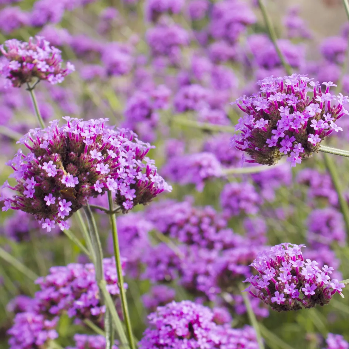 5 Vivaces pour massif fleuri - Un massif fleuri clé en main