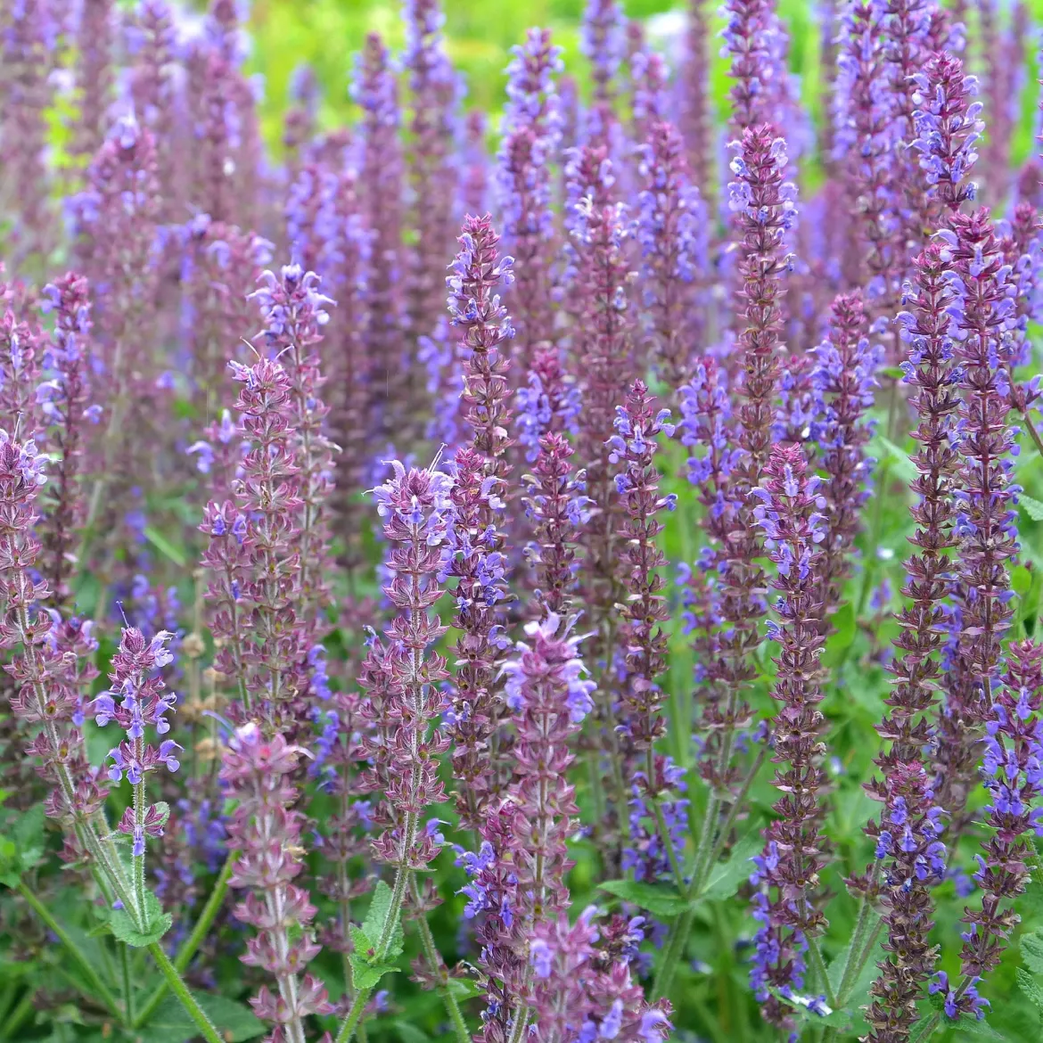 5 Vivaces pour massif fleuri - Un massif fleuri clé en main