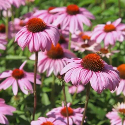5 Vivaces pour massif fleuri - Un massif fleuri clé en main