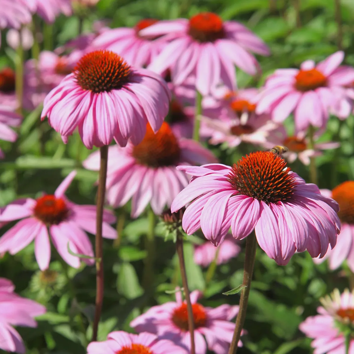 5 Vivaces pour massif fleuri - Un massif fleuri clé en main