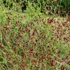 5 Vivaces pour prairie fleurie - Une prairie fleurie sans effort