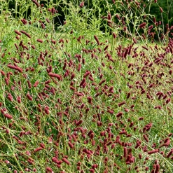 5 Vivaces pour prairie fleurie - Une prairie fleurie sans effort