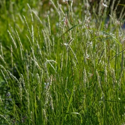 5 Vivaces pour prairie fleurie - Une prairie fleurie sans effort