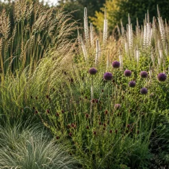 5 Vivaces pour prairie fleurie - Une prairie fleurie sans effort