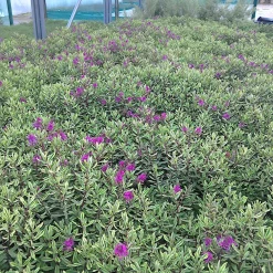Véronique arbustive - Fleurs violettes tout l'été