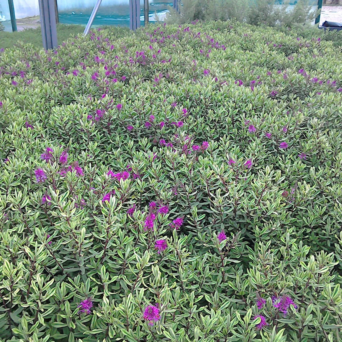 Véronique arbustive - Fleurs violettes tout l'été