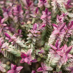 Véronique arbustive Lady Ann® - Hebe - Fleurs mauves toute la saison
