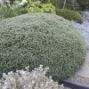 Véronique arbustive Sutherlandii - Hebe - Une boule grise toute l'année