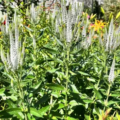 Véronique blanche à longues feuilles Schneeriesin - Des épis blancs tout l'été