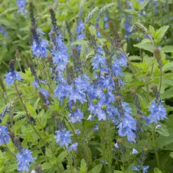 Véronique d'Autriche Royal Blue - Un bleu pur tout l'été