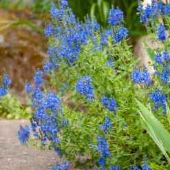 Véronique d'Autriche Royal Blue - Un bleu pur tout l'été