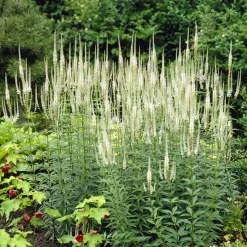 Véronique de Virginie blanche - Des flèches blanches au jardin