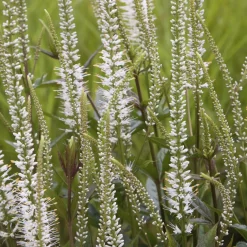 Véronique de Virginie blanche - Des flèches blanches au jardin