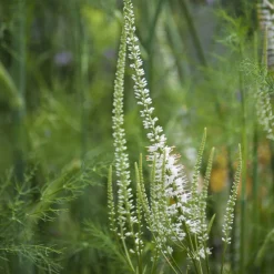 Véronique de Virginie blanche - Des flèches blanches au jardin