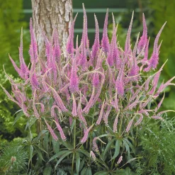 3 Véronique de Virginie Fascination - Des épis roses en été