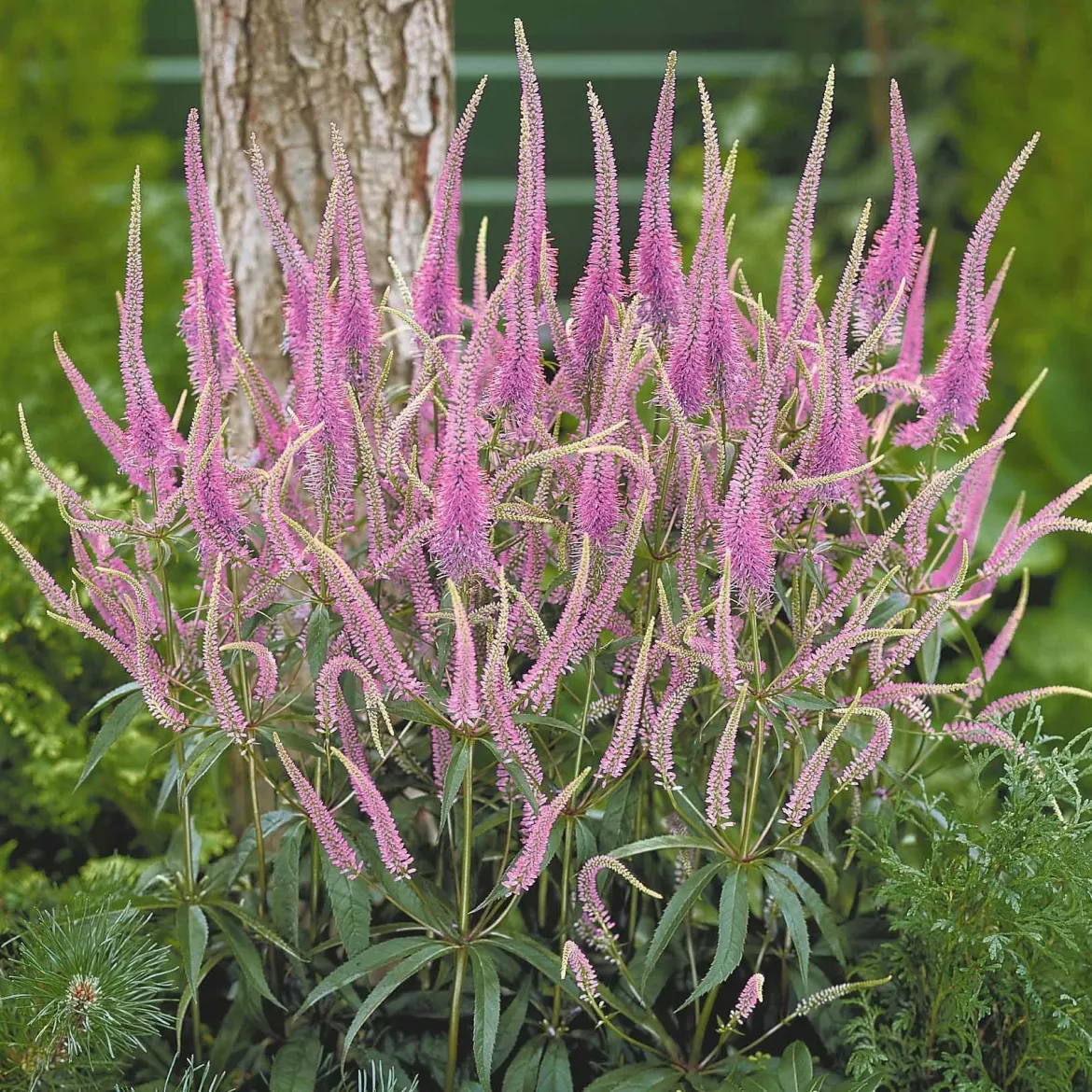 3 Véronique de Virginie Fascination - Des épis roses en été