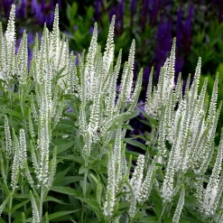 Véronique en épis blanche - Des épis blancs tout l'été