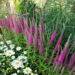 Véronique en épis Rotfuchs - Des épis roses tout l'été