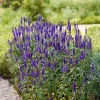 Véronique en épis Royal Candles - Épis violets tout l'été