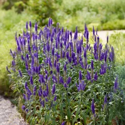 Véronique en épis Royal Candles - Épis violets tout l'été