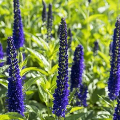 Véronique à grandes feuilles Marietta - Des épis violets tout l'été