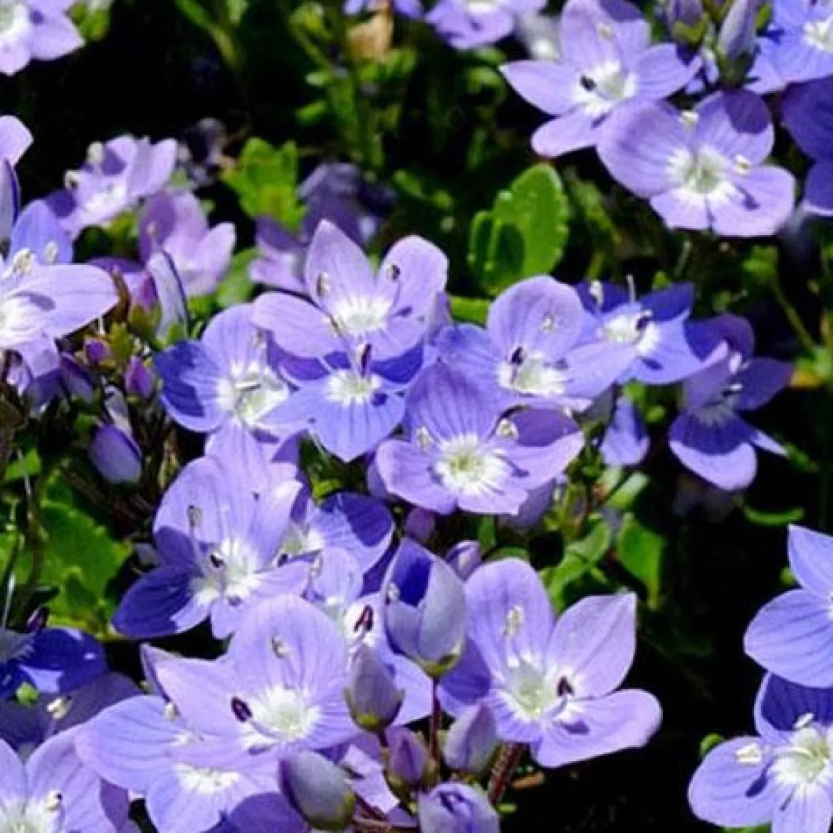 Véronique Liwanensis - Un tapis bleu sans effort