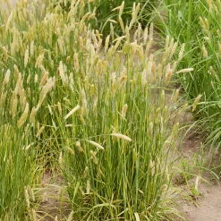 Vulpin des prés panaché - Lumière dorée au jardin