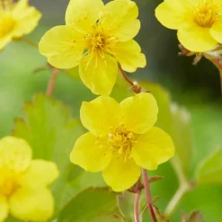Waldsteinia ternata - Un tapis vert sans effort