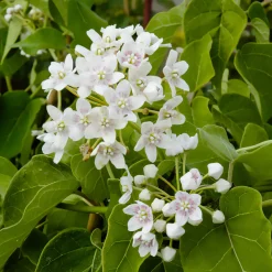 Wattakaka sinensis - Drégée de Chine - Grimpante parfumée et facile