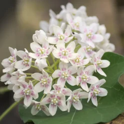 Wattakaka sinensis - Drégée de Chine - Grimpante parfumée et facile