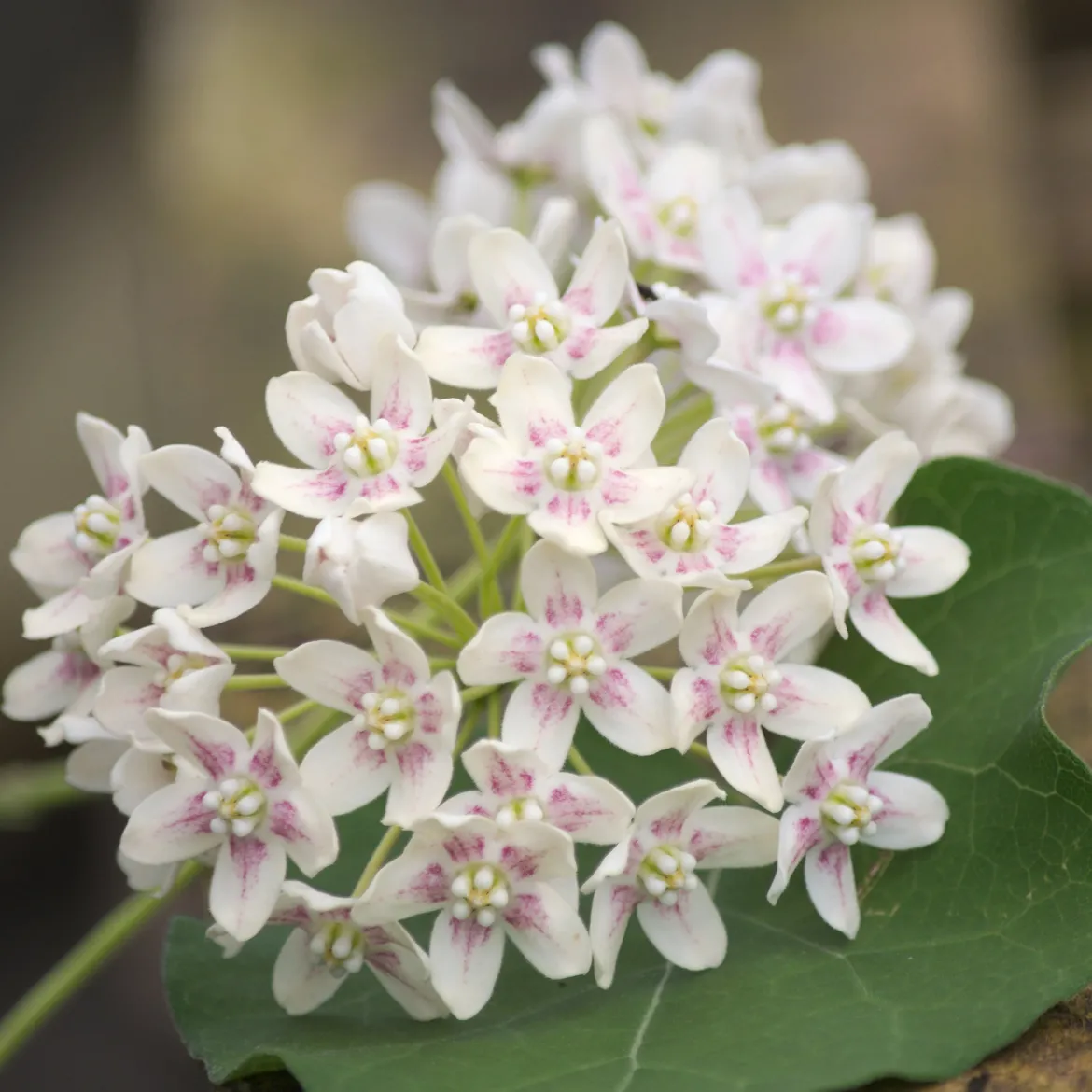 Wattakaka sinensis - Drégée de Chine - Grimpante parfumée et facile