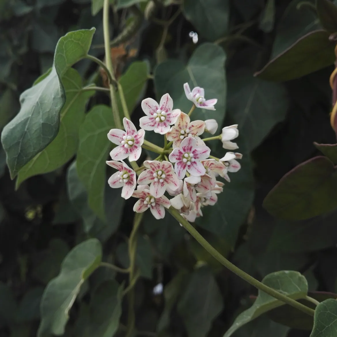 Wattakaka sinensis - Drégée de Chine - Grimpante parfumée et facile