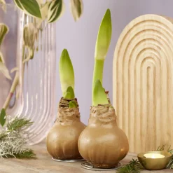 Wax Amaryllis Gloss Gold - Fleurit sans eau ni pot