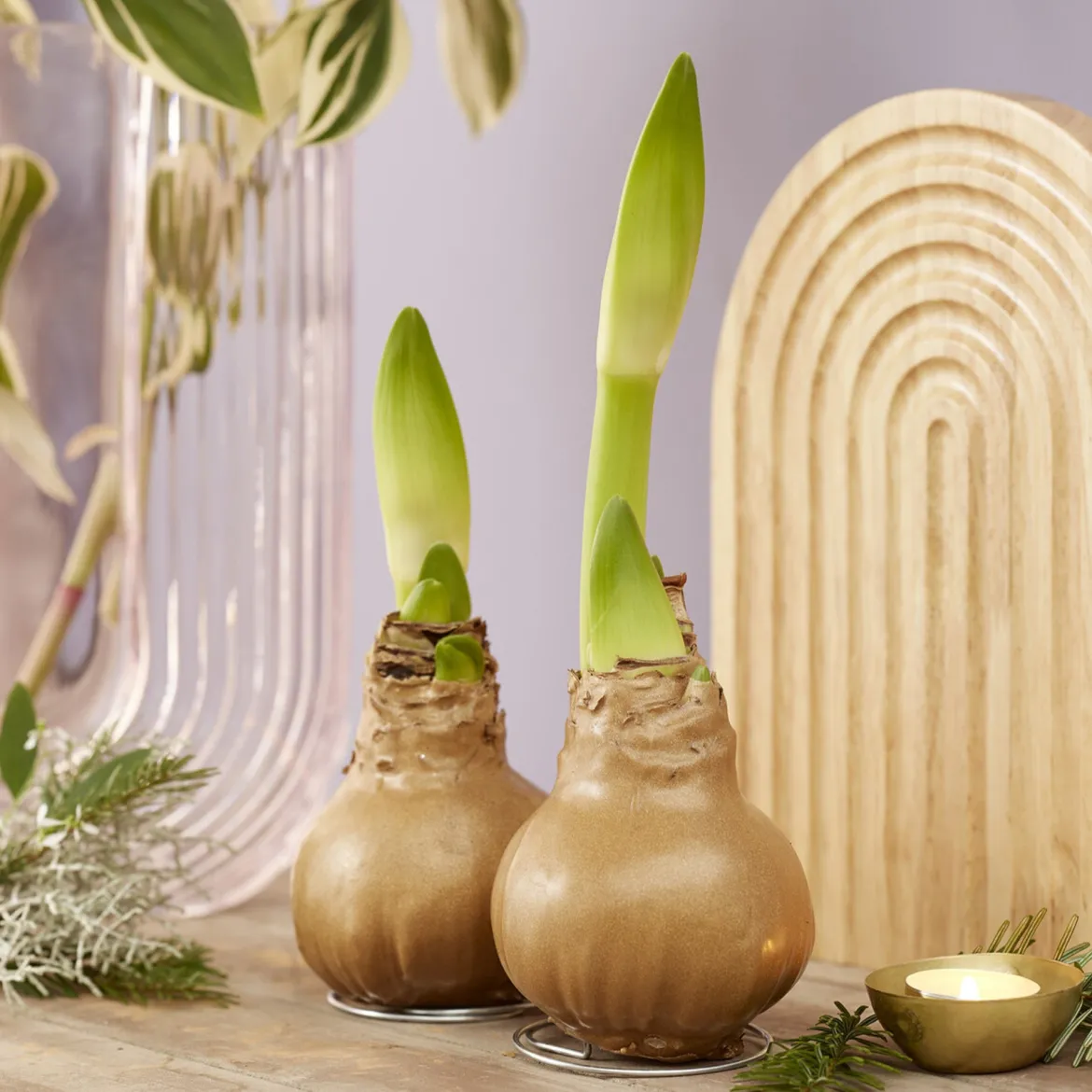 Wax Amaryllis Gloss Gold - Fleurit sans eau ni pot