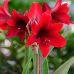 Wax Amaryllis Gloss Gold - Fleurit sans eau ni pot