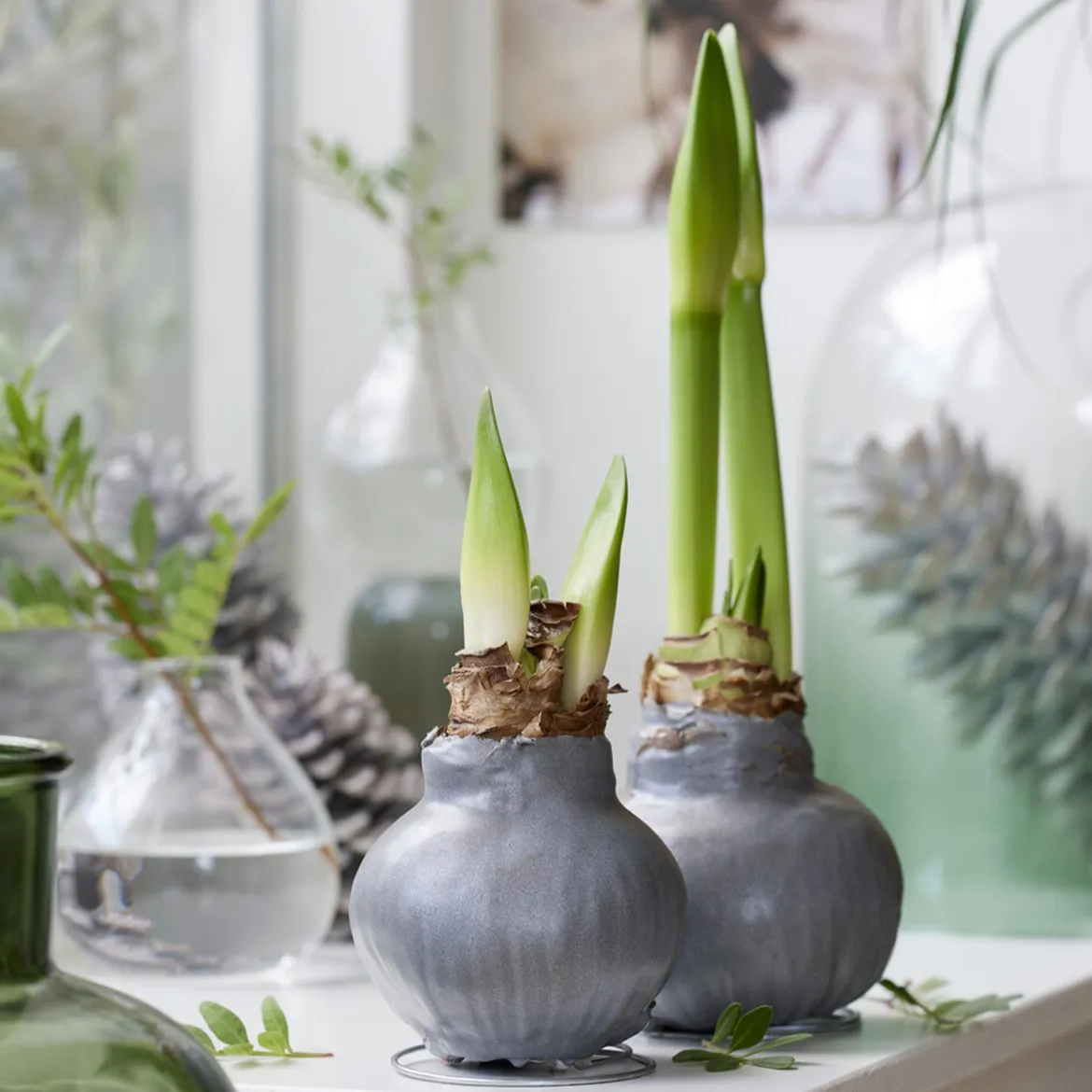 Wax Amaryllis Gloss Silver - Fleurit sans eau ni terre