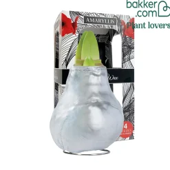 Wax Amaryllis Gloss Silver - Fleurit sans eau ni terre