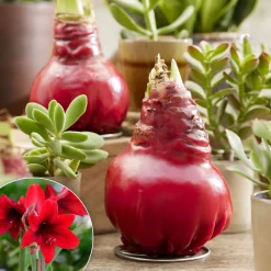Wax Amaryllis Gloss X Mas Red - Fleurit sans eau ni pot