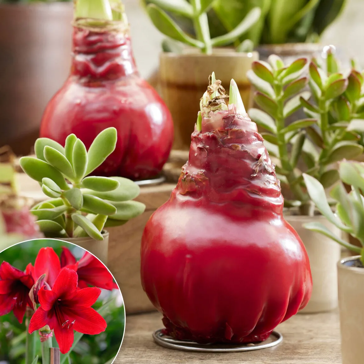 Wax Amaryllis Gloss X Mas Red - Fleurit sans eau ni pot