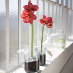 Wax Amaryllis Gloss X Mas Red - Fleurit sans eau ni pot