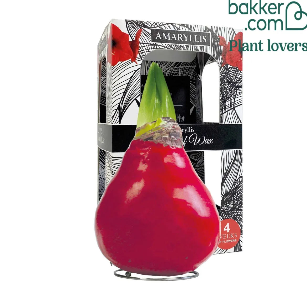 Wax Amaryllis Gloss X Mas Red - Fleurit sans eau ni pot