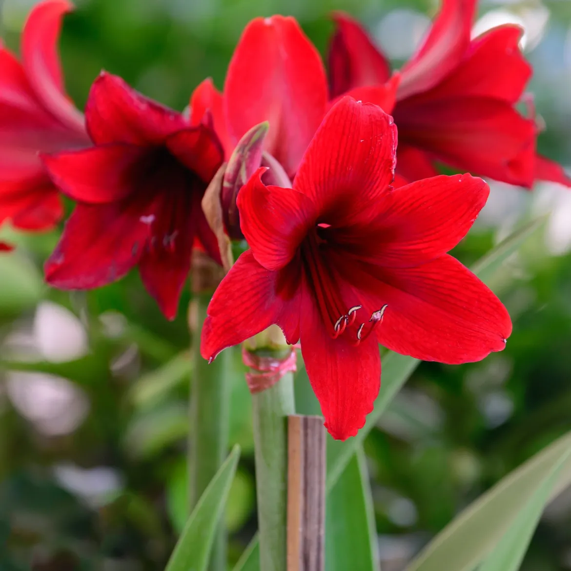 Wax Amaryllis Gloss X Mas Red - Fleurit sans eau ni pot