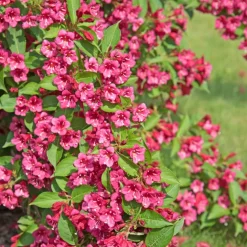 Weigelia Bristol Ruby - Une explosion de fleurs fuchsia