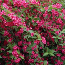 Weigelia Bristol Ruby - Une explosion de fleurs fuchsia