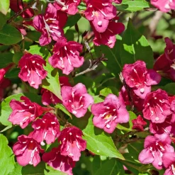 Weigelia Bristol Ruby - Une explosion de fleurs fuchsia