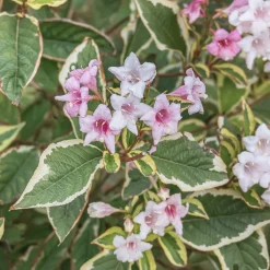 Weigélia florida Variegata - Feuillage panaché, effet garanti