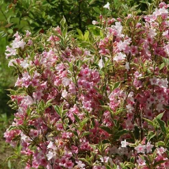 Weigélia florida Variegata - Feuillage panaché, effet garanti